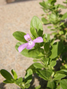 Justicia pilosella (Nees) R. A. Hilsenbeck resmi