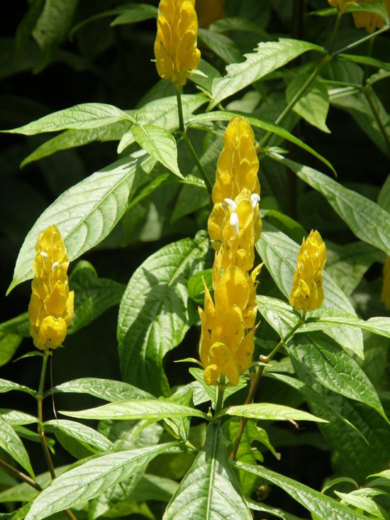 Pachystachys lutea (Ruiz & Pav. ex Schult.) Nees resmi