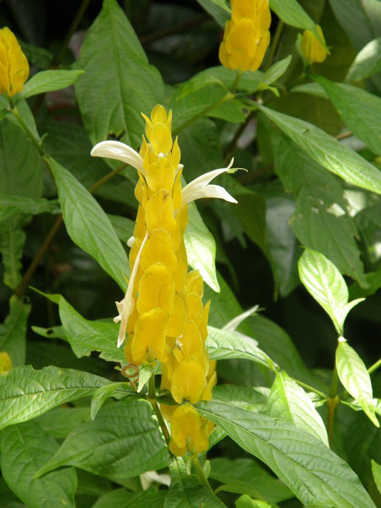 Pachystachys lutea (Ruiz & Pav. ex Schult.) Nees resmi