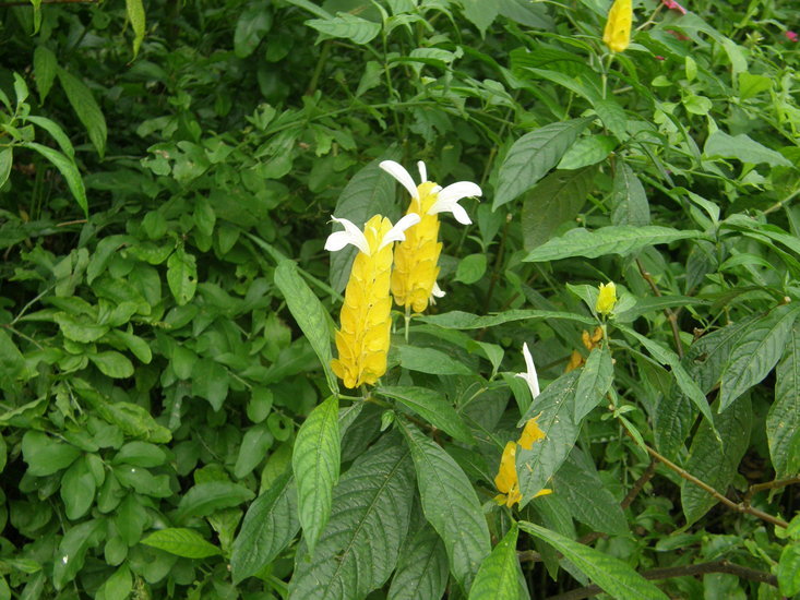 Pachystachys lutea (Ruiz & Pav. ex Schult.) Nees resmi