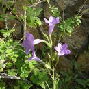 Image of violet wild petunia