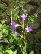 Ruellia nudiflora (Engelm. & Gray) Urban resmi