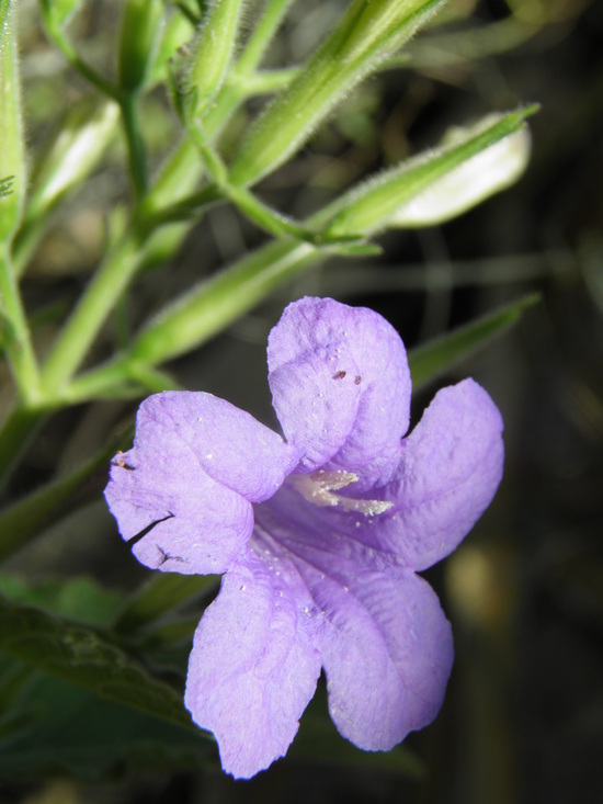 Ruellia nudiflora (Engelm. & Gray) Urban resmi