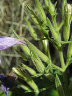 Ruellia nudiflora (Engelm. & Gray) Urban resmi