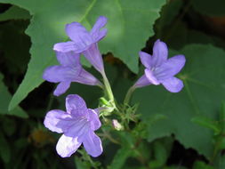 Ruellia nudiflora (Engelm. & Gray) Urban resmi