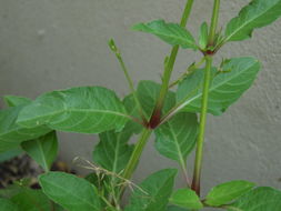 Ruellia nudiflora (Engelm. & Gray) Urban resmi