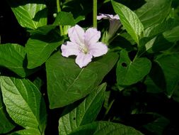 Image of limestone wild petunia