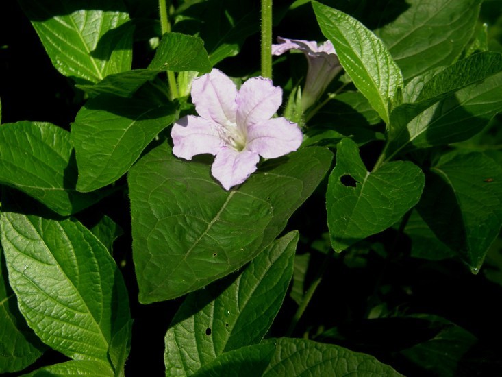 Image of limestone wild petunia