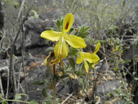 Tetramerium glandulosum Oerst. resmi