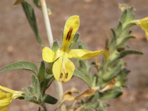 Tetramerium glandulosum Oerst. resmi