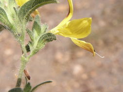 Tetramerium glandulosum Oerst. resmi