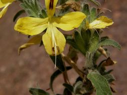 Tetramerium glandulosum Oerst. resmi