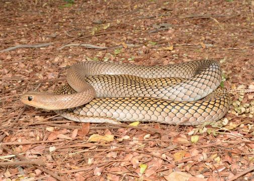 Image of Stout Sand Snake