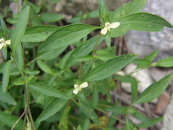 Image of Tetramerium tenuissimum Rose