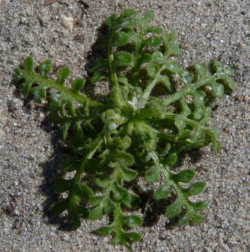 Imagem de Nemophila pedunculata Dougl. ex Benth.