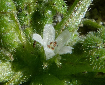 Imagem de Nemophila pedunculata Dougl. ex Benth.