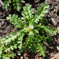 Imagem de Nemophila pedunculata Dougl. ex Benth.