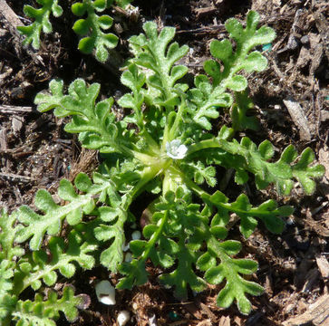 Imagem de Nemophila pedunculata Dougl. ex Benth.