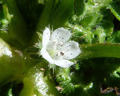 صورة Nemophila pedunculata Dougl. ex Benth.