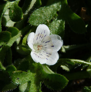 Imagem de Nemophila pedunculata Dougl. ex Benth.