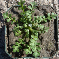 Imagem de Nemophila pedunculata Dougl. ex Benth.