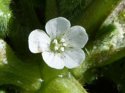 Imagem de Nemophila pedunculata Dougl. ex Benth.