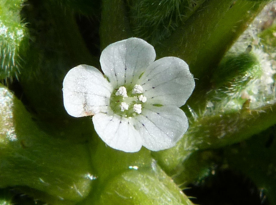 صورة Nemophila pedunculata Dougl. ex Benth.