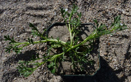 Imagem de Nemophila pedunculata Dougl. ex Benth.