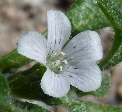 Imagem de Nemophila pedunculata Dougl. ex Benth.