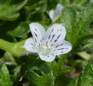 Imagem de Nemophila pedunculata Dougl. ex Benth.