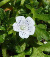 Imagem de Nemophila pedunculata Dougl. ex Benth.