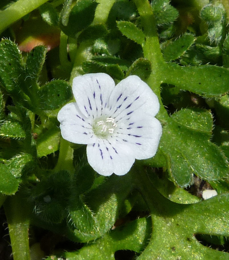 Imagem de Nemophila pedunculata Dougl. ex Benth.