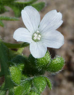 Imagem de Nemophila pedunculata Dougl. ex Benth.