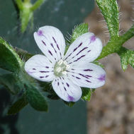 Imagem de Nemophila pedunculata Dougl. ex Benth.