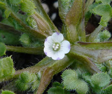 صورة Nemophila pedunculata Dougl. ex Benth.