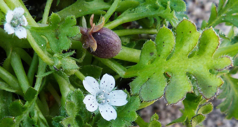 صورة Nemophila pedunculata Dougl. ex Benth.