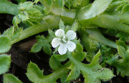 Imagem de Nemophila pedunculata Dougl. ex Benth.