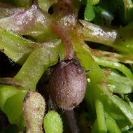صورة Nemophila pedunculata Dougl. ex Benth.