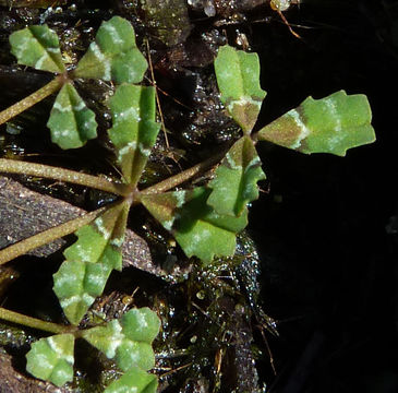 Image of <i>Trifolium variegatum</i> var. <i>geminiflorum</i>