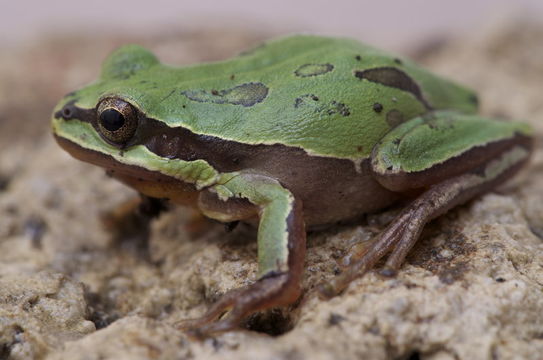 Image of <i>Hyla walkeri</i>