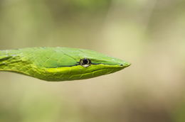Image of Green Vine Snake
