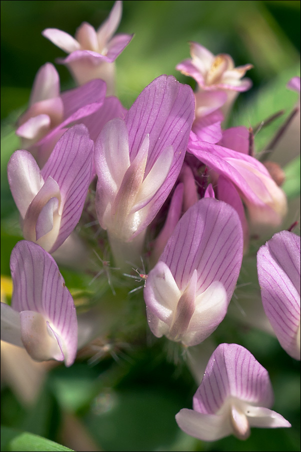 Image of <i>Trifolium pratense</i> ssp. <i>nivale</i>