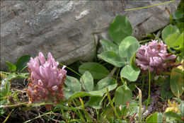 Plancia ëd <i>Trifolium pratense</i> ssp. <i>nivale</i>