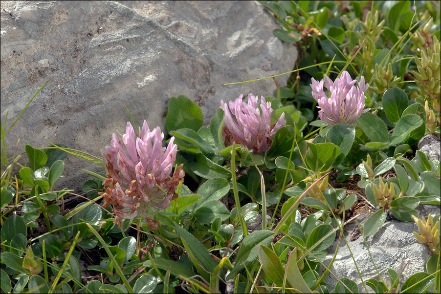 Plancia ëd <i>Trifolium pratense</i> ssp. <i>nivale</i>