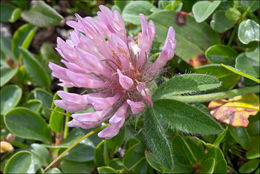 Plancia ëd <i>Trifolium pratense</i> ssp. <i>nivale</i>