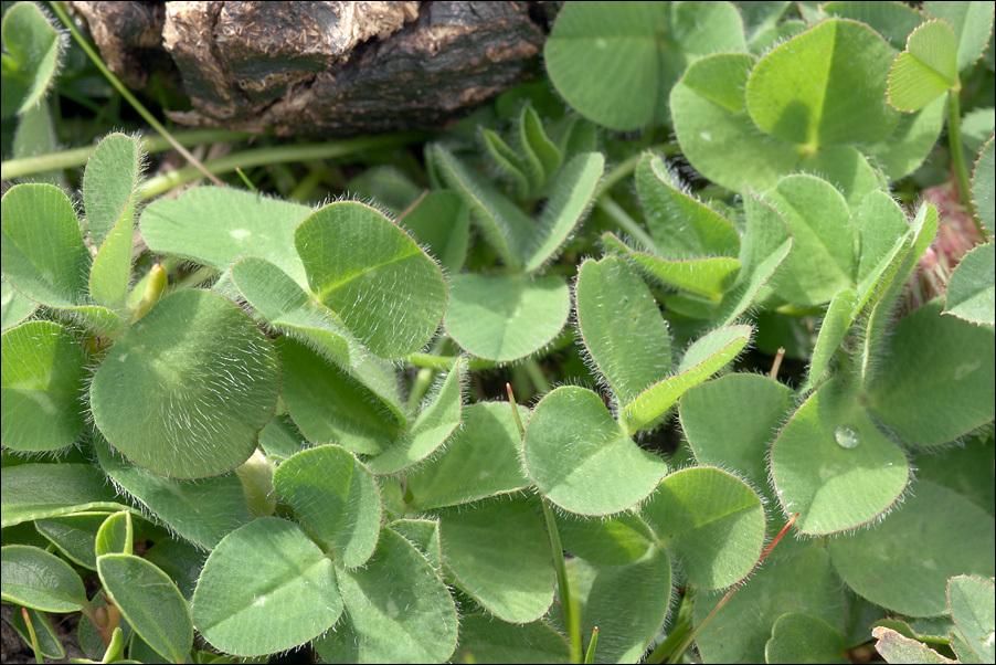 Plancia ëd <i>Trifolium pratense</i> ssp. <i>nivale</i>