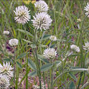 Image of mountain carpet clover