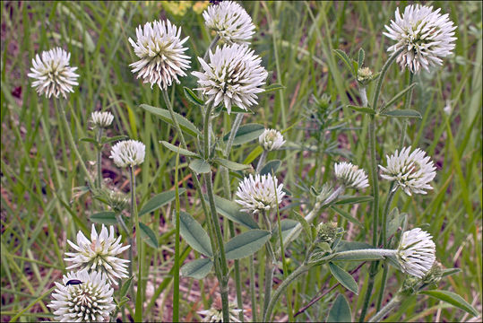 Image of mountain carpet clover