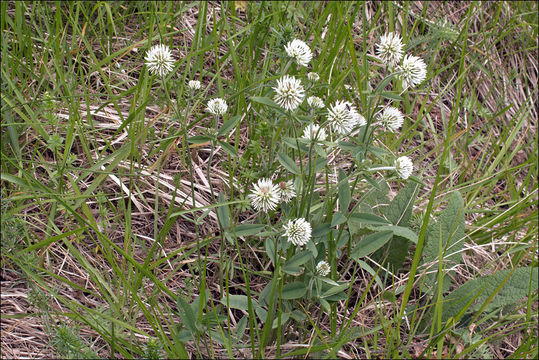 Imagem de Trifolium montanum L.