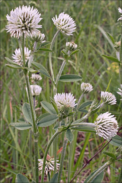 صورة Trifolium montanum L.